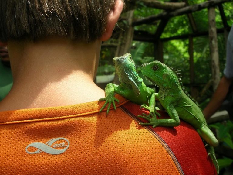 see young iguanas on San Ignacio Tours